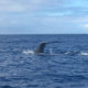 HAWAII_Big Island_Whale watching_Wale